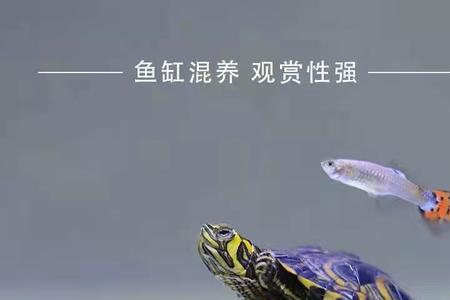 在水族箱里养什么龟好