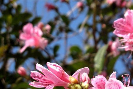 满山红是什么季节开花
