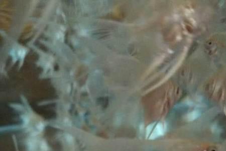 燕鱼苗起飞后多久能分缸