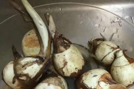 慈菇是主食吗