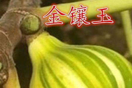 金镶玉无花果产量高吗