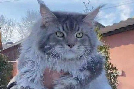 缅因猫不是纯种的能长多大