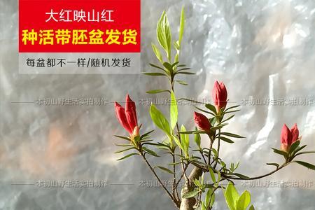 映山红适合什么样的盆栽