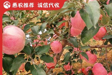 红寒富苹果新品种介绍