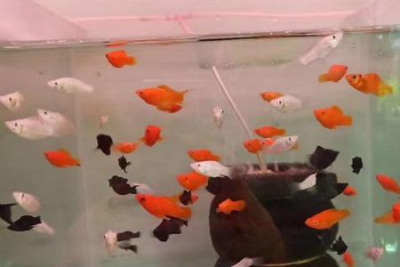 飞凤鱼混养最佳搭配图