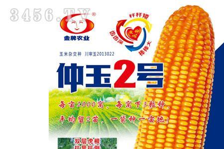 胜丰10号玉米种子生育期