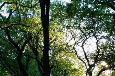 什么树代表希望和新的开始