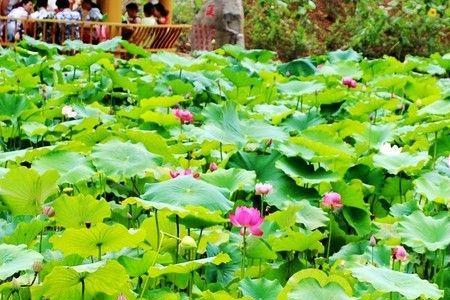 荷花池里那个绿色大盘子是什么