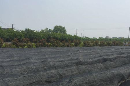 35度高温下用遮阳网可降低多少度