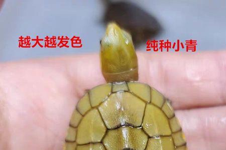 黄喉拟水龟需要加温吗