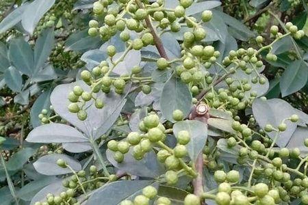 海南适合种花椒吗