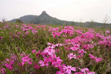 马山花的吃法