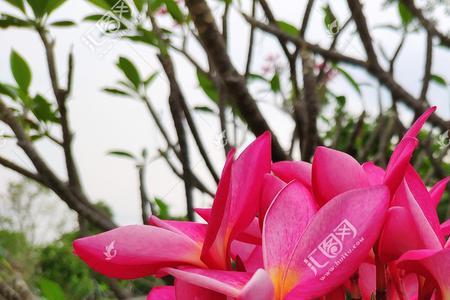 为什么叫鹿角树