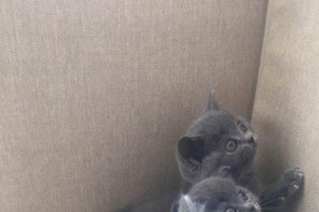 泉州哪里有卖宠物猫的