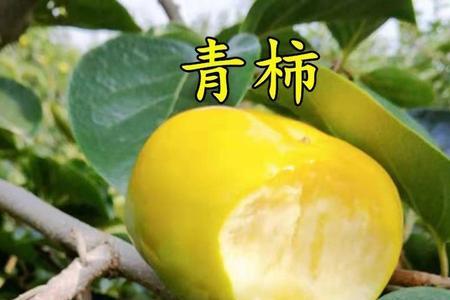 青柿子寓意