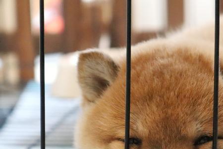为什么柴犬不会眯眯眼