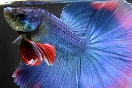 斗鱼长时间浮头漂在水面上