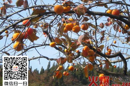 圆枣树怎样嫁接成柿子树