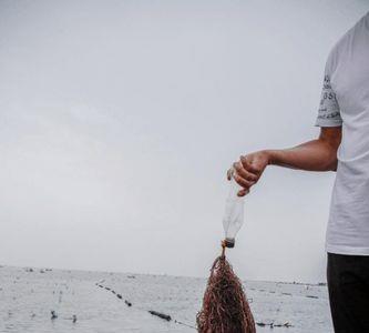龙须菜海水养殖技术
