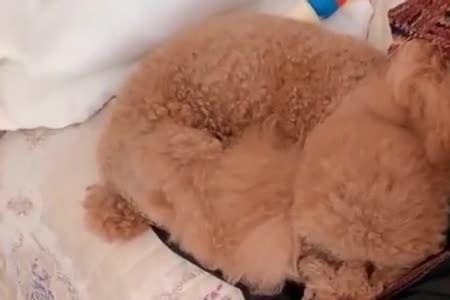 小母狗是对爱人的昵称吗