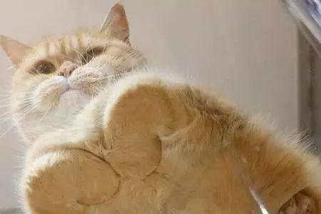 大橘猫开脸的标准