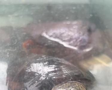 西非侧颈龟怕热吗