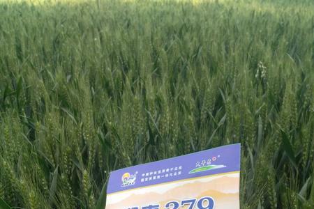 秋乐307麦种审定公告