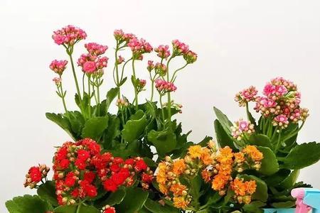 三月份到四月份能买长寿花吗