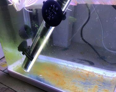 银龙鱼饿死的征兆