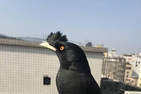 巴哥笼养可以吗