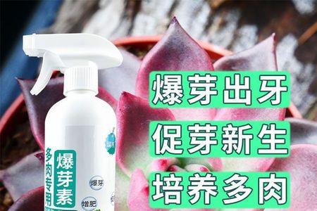 玉坠枝干多久喷一次优芽素