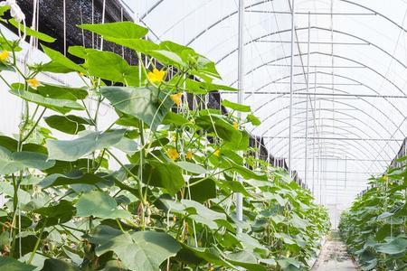 家里温室大棚能混合种植吗