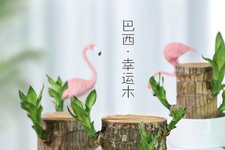 巴西幸运木能长多大