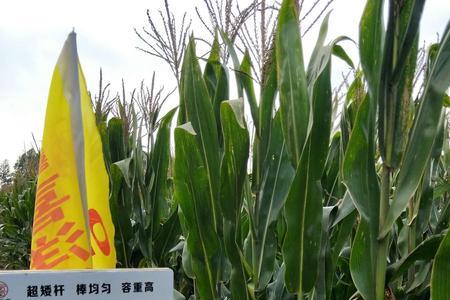 科泰58玉米种哪里能买到