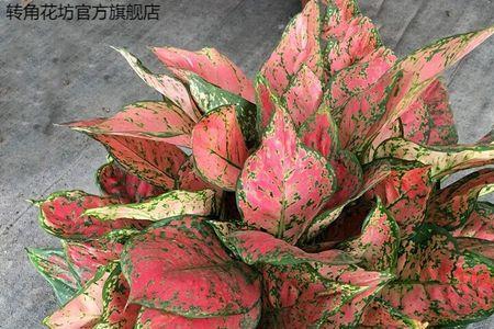 万年红怎样养爆盆
