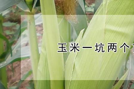玉米苗拔出来再栽上能活吗