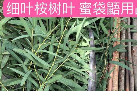 蜜袋鼯多大需要桉树叶