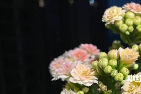 长寿花缤粉柠檬是水果糖吗