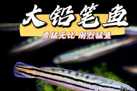 雷龙鱼胆小很小怎么办