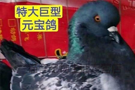 公鸽什么时候暖蛋