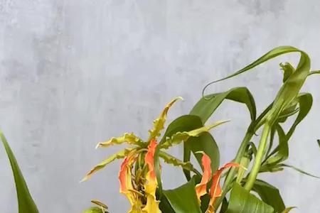 嘉兰百合花后修剪