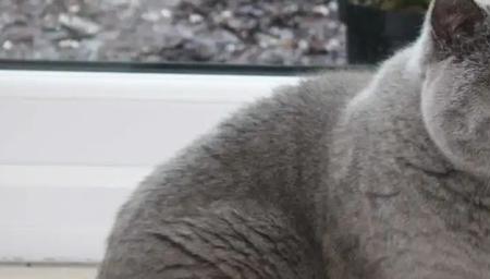 蓝猫怎样才是正八开脸
