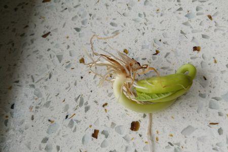东北油豆种上多久发芽