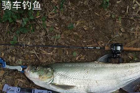 卡迪夫s72l钓翘嘴怎么样