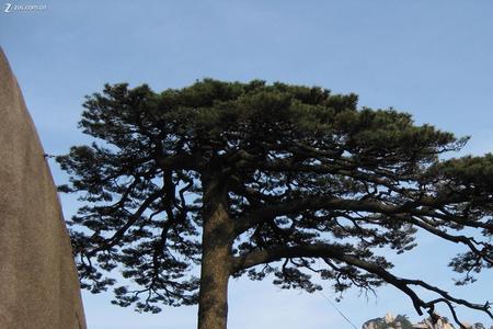 迎客松是庐山还是黄山