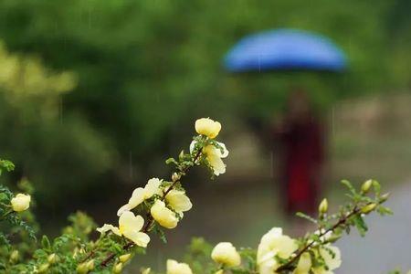 羞答答的小雨不停的下什么歌