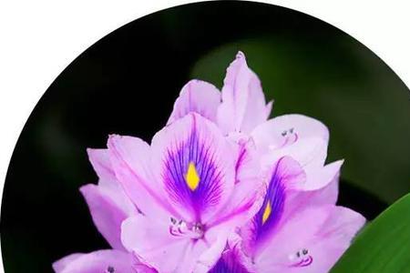 水面上紫色的花叫什么名字