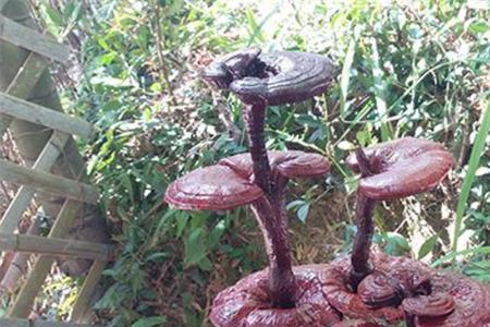 灵芝在38度高温怎么管理