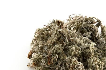 茵陈老了是什么样子