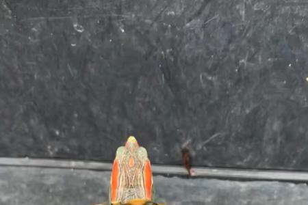 梵高龟与巴西龟区别